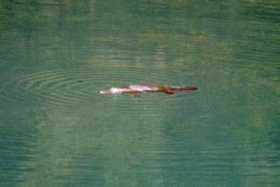 A platypus about its business in the river at the Jenolan caves A platypus about its business in the river at the Jenolan caves