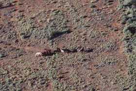 Millions of wild animals roam Australia's Outback, such as these feral horses