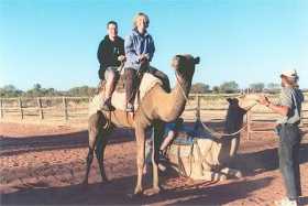 Camel riding on the Stuart highway in the Northern Territory