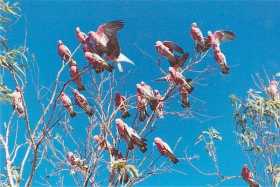 Galahs - thousands of 'em!