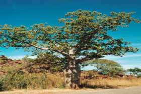 Boab tree in Kununurra, WA