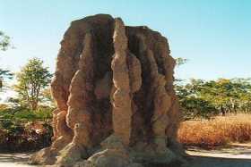 A huge cathedral termite mound in Litchfield National Park