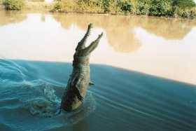 A saltwater crocodile in the Adelaide River, NT