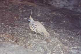 A spinifex pigeon in the Garden of Eden