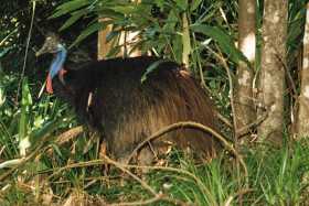 A cassowary in the rainforest at Sanctuary
