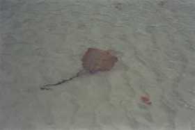 Stingray in the shallows at Whitehaven Beach Stingray in the shallows at Whitehaven Beach