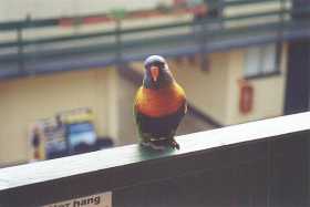 Rainbow lorikeet at Airlie Beach Rainbow lorikeet at Airlie Beach