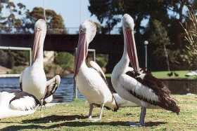 Pelicans by the River Torrens in Adelaide