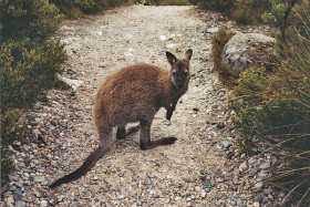 Bennett's Wallaby Bennett's Wallaby