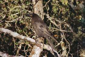 The endemic black currawong The endemic black currawong
