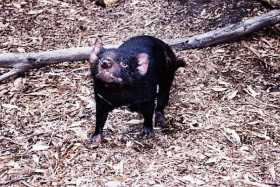 A Tasmanian devil at Ballarat Wildlife Park
