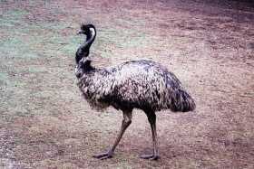 No sign of Rod Hull - Emu at Ballarat Wildlife Park