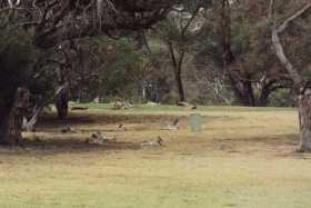 These kangaroos live on the Anglesea golf course!