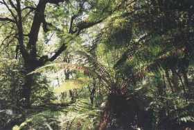 Sun shines through the thick cool temperate rainforest at Maits Rest