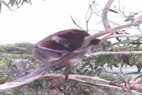 A sleepy koala nestled in a eucalypt tree at Cape Otway