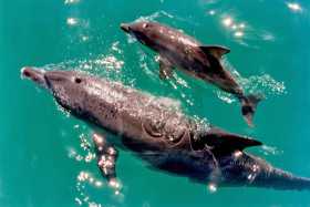 Western Australia