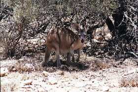 Euro walleroo at Milyering Visitor Centre, North West Cape, WA