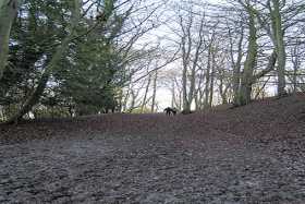 Along the bridleway on Wolstonbury