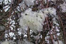 Old Man's Beard