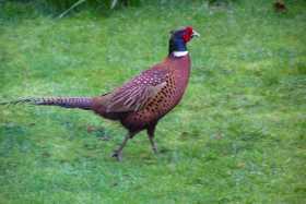 A pheasant visiting a garden in the Cotswolds