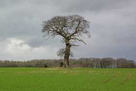 A lone tree in a Cotswold field