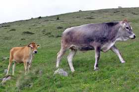 Sarentino