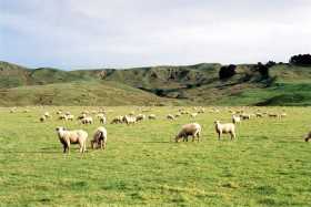 Sheep in a field near Whangara - famously everywhere in NZ - but there are loads of cows too