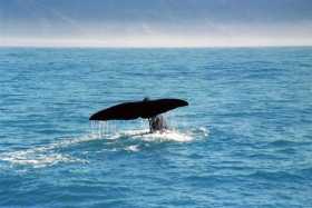 Kaikoura
