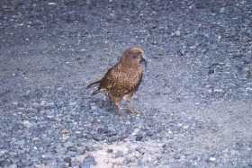 This kea came to say hello in the car park This kea came to say hello in the car park
