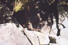 A Kekeno (NZ fur seal) relaxes on the rocks A Kekeno (NZ fur seal) relaxes on the rocks