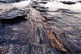 Tree Fossil Tree Fossil